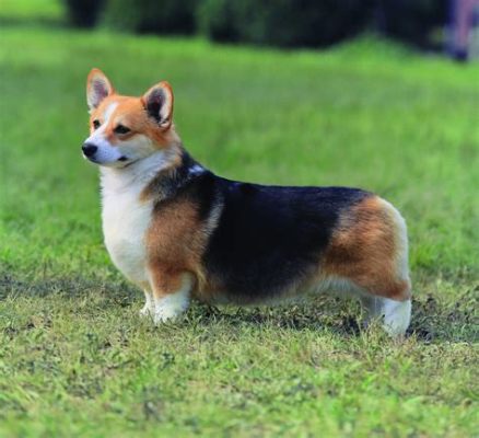 福州哪裏買柯基？柯基犬在福州的養殖場與寵物店有多種選擇。